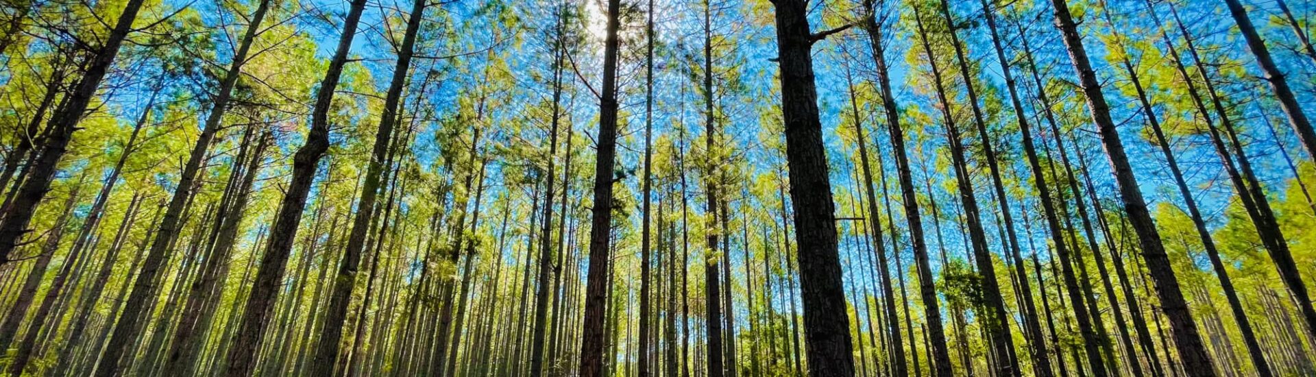 Trees in the Sunshine
